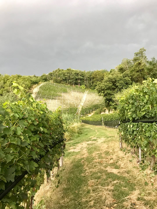 the new vineyard from below